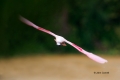 Ajaia-ajaja;Flying-Bird;Roseate-Spoonbill;Spoonbill;action;active;aerodynamic;be